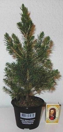 Picea glauca 'Conica' T 9