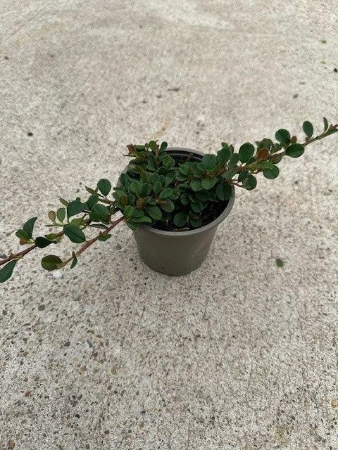 Cotoneaster dammeri 'Frieders Evergreen'   T 9