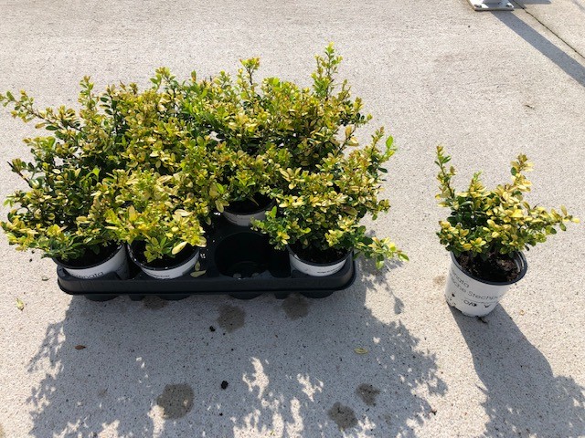 Ilex crenata 'Golden Gem' T 10