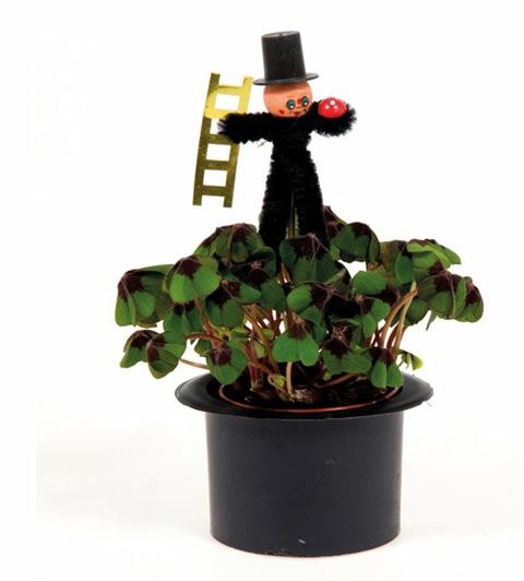 Oxalis deppei T 6 Zylinder/ Schornsteinfeger-Stecker