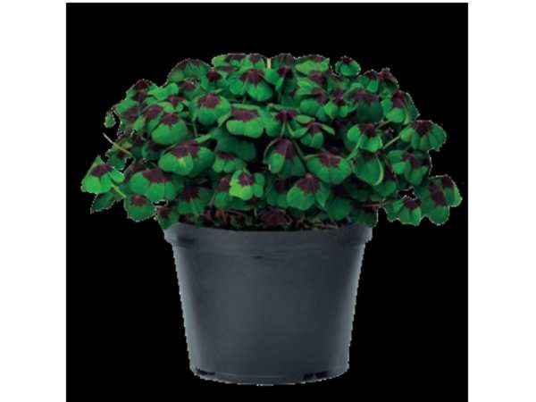 Oxalis deppei T 10
