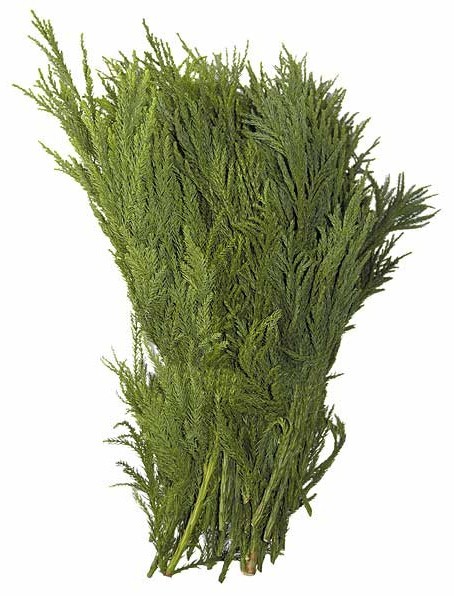 Cryptomeria japonica Bund 500 g