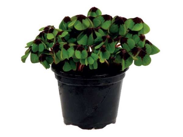 Oxalis deppei T 9