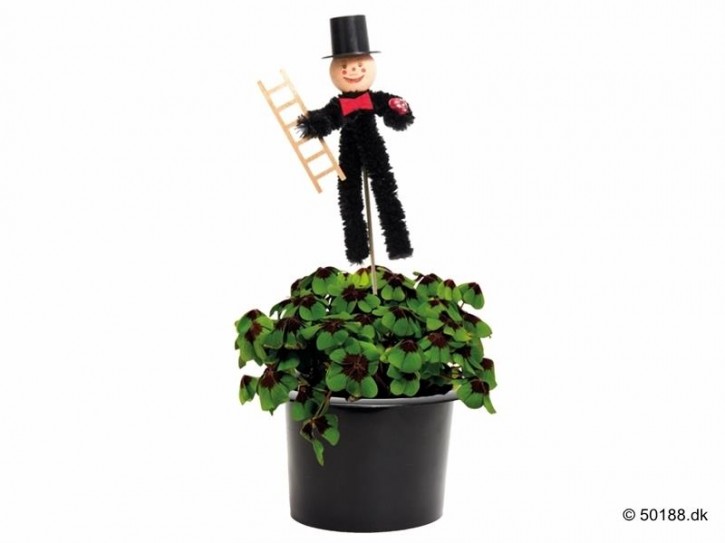 Oxalis deppei T 10 Zylinder / Schornsteigerfeger-Stecker