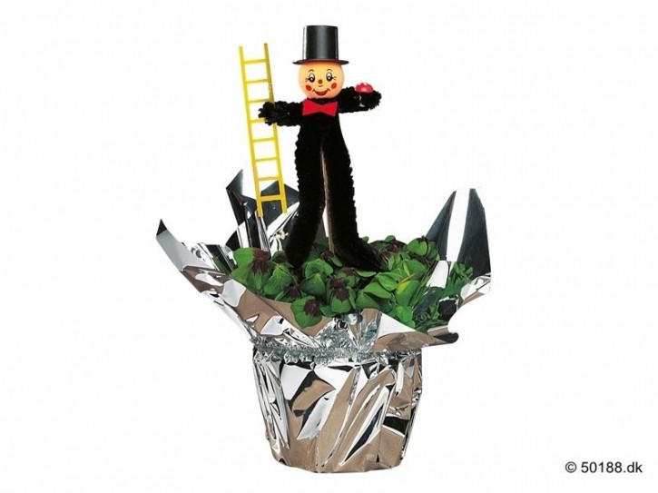 Oxalis deppei T 12 Silberfolie/Schornsteinfeger-Stecker