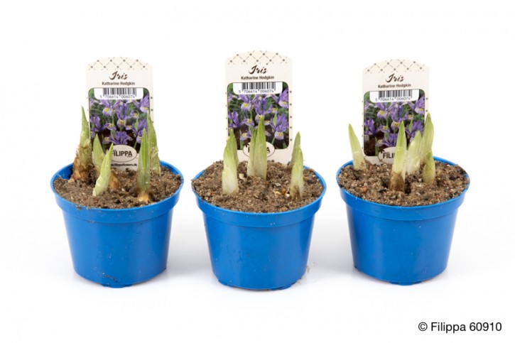 Iris reticulata 'Katharine Hodgin'   T 9  weiß-blau