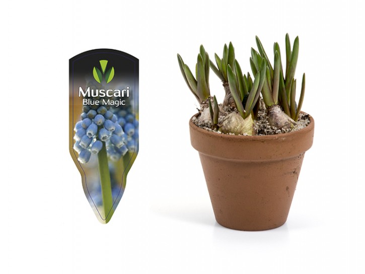 Muscari armeniacum   T 9   BLAU   (5 ppp)   Tontopf