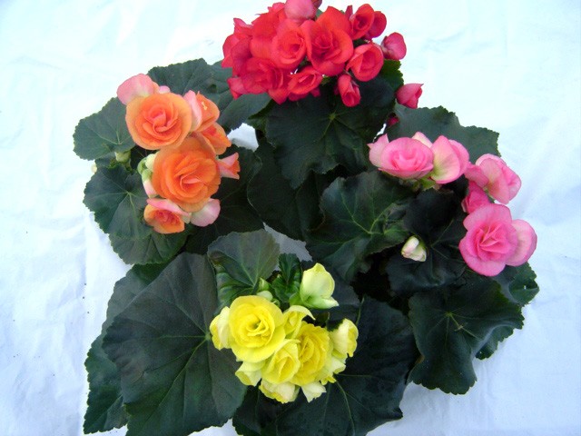 Begonia-Elatior-Hybriden T 10,5 Midi MIX