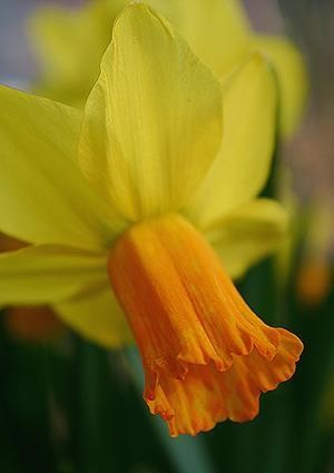 Narcissus 'Jetfire' T 11 (gelb, orange Mitte)