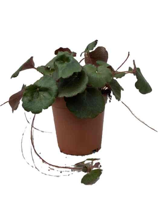 Saxifraga stolonifera   T 11