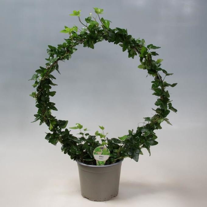 Hedera helix   T 17   Herz-Bogen   70 cm