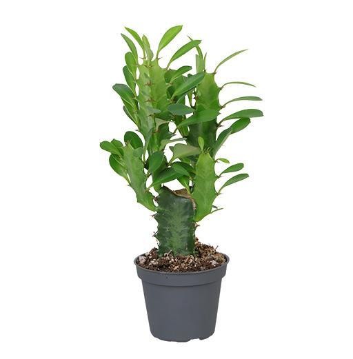 Euphorbia trigona    T 6    MINI