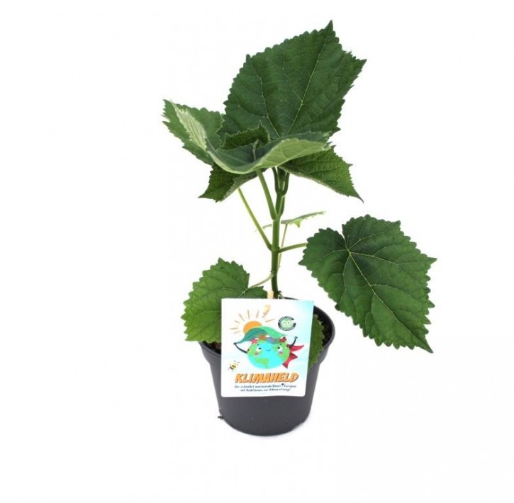 Paulownia tomentosa    T 15