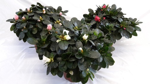 Rhododendron simsii 'Helmut Vogel T 12 MIX  (27,5 - 30 cm)
