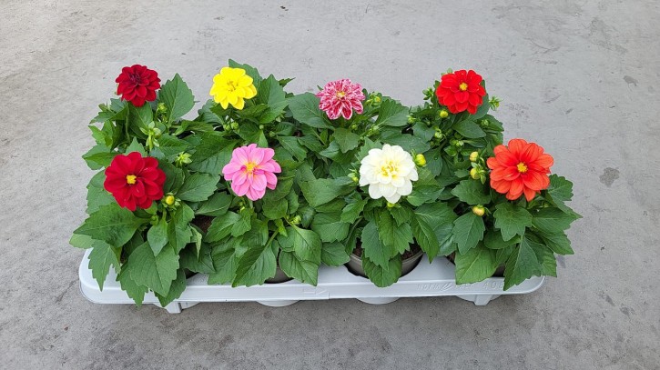 Dahlia-Hybriden 'Dahllietta' T 13 Mix