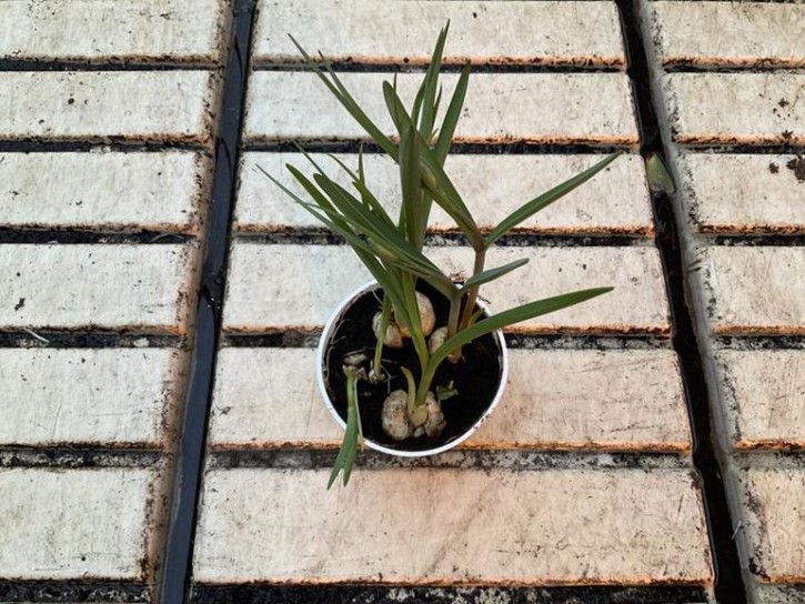 Fritillaria meleagris T 9   (4-5 ppp)
