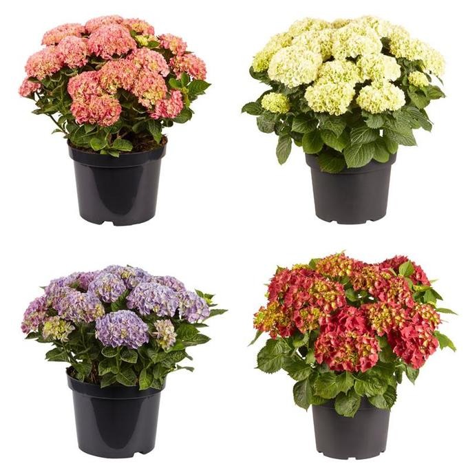 Hydrangea macrophylla   T 29   MIX-Lage