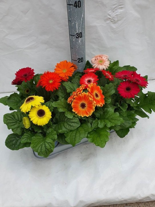 Gerbera jamesonii 'Sundayz'   T 10,5   MIX