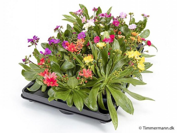 Lewisia cotyledon T 10 MIX