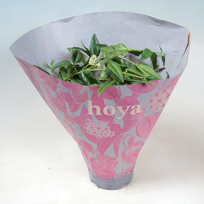 Hoya bella   T 12