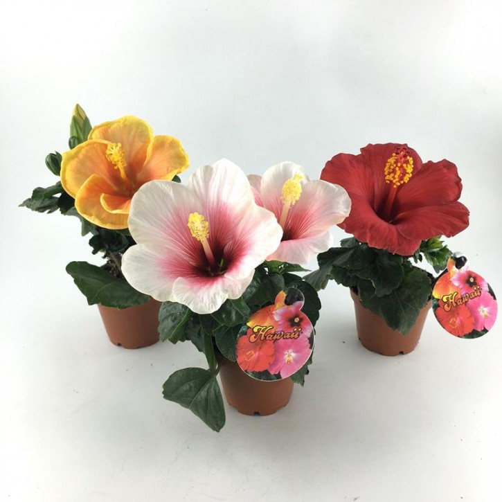 Hibiscus rosa-sinensis T 6  Mini MIx