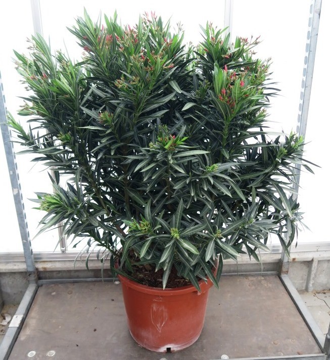 Nerium oleander T 40