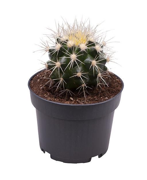 Echinocactus grusonii    T 9