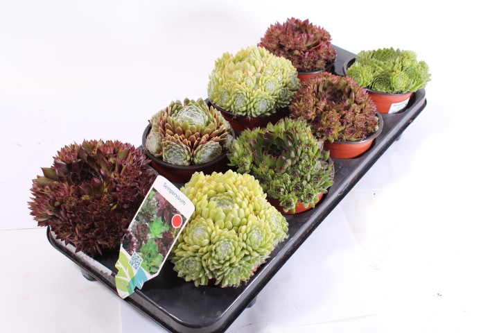 Sempervivum T 12 MIX