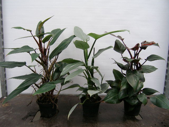 Philodendron erubescens   T 13   MIX