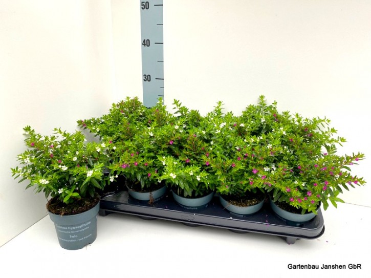 Cuphea hyssopifolia T 11 TWIN