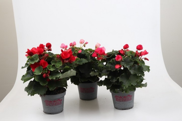 Begonia-Hybriden BETULIA T 12,5