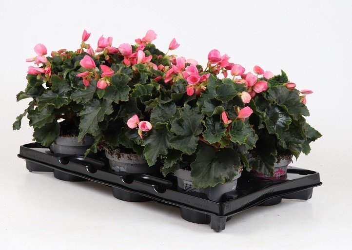 Begonia-Hybriden BETULIA 'Candy' (Freilandbegonie) T 12,5