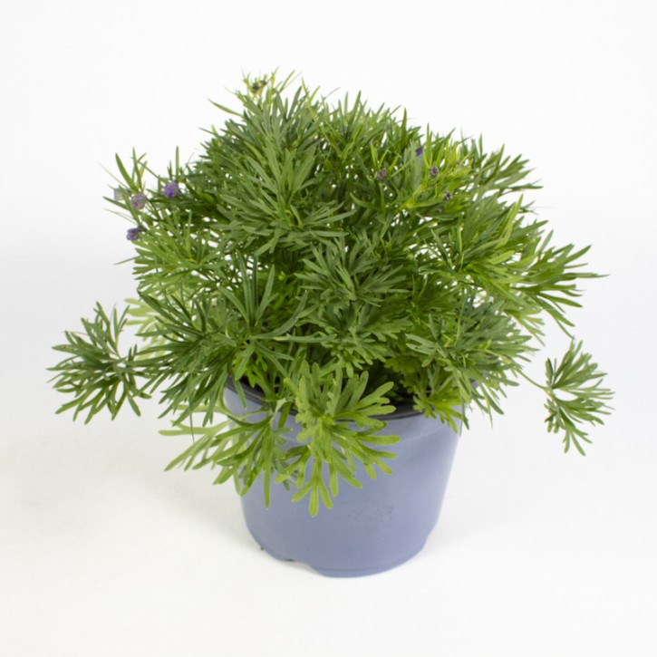 Delphinium grandiflorum T 19 MIX