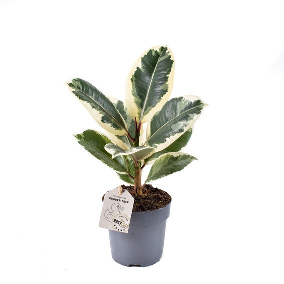 Ficus elastica 'Tineke' T 11