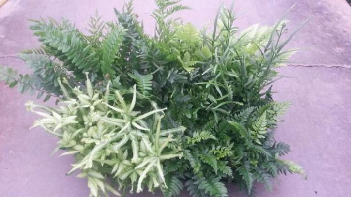 Pteris cretica T 9 MIX (Farne)