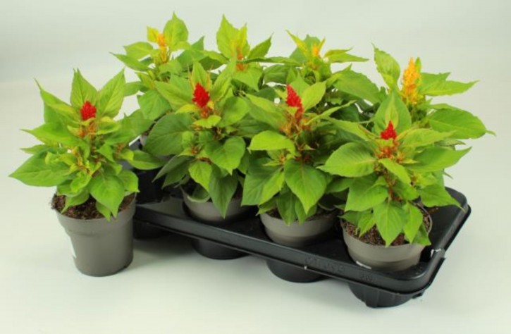 Celosia plumosa   T 12   MIX