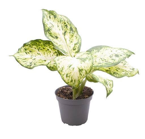Dieffenbachia maculata 'Amy'   T 12
