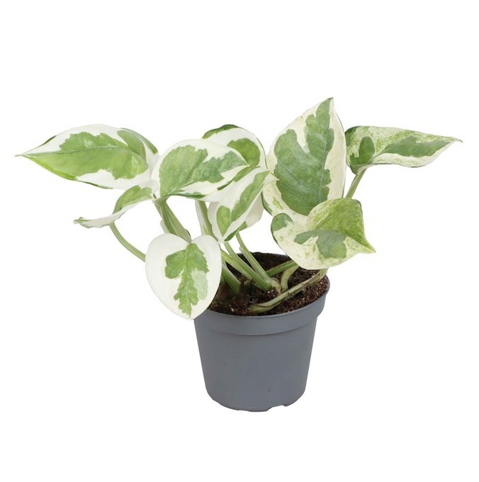 Epipremnum pinnatum 'Njoy'    T 6   MINI