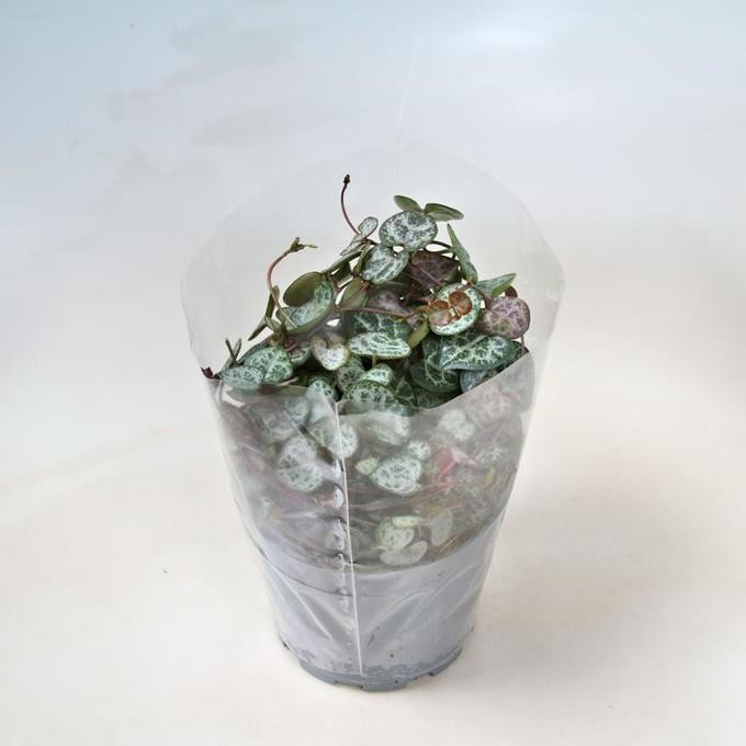 Ceropegia woodii T 11