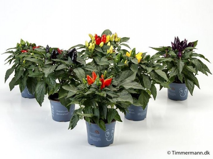 Capsicum anuum   T 10   MIX