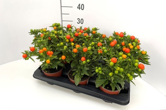Solanum pseudocapsicum 'Megaball'   T 13