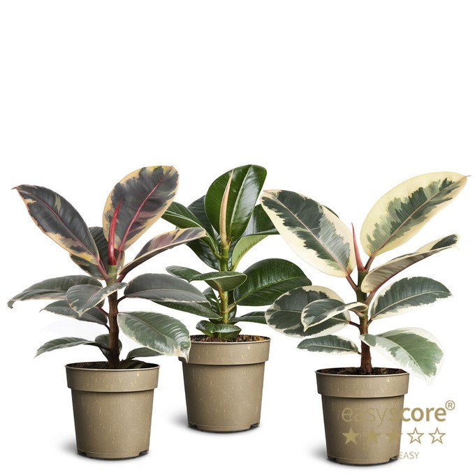 Ficus elastica   T 11   MIX