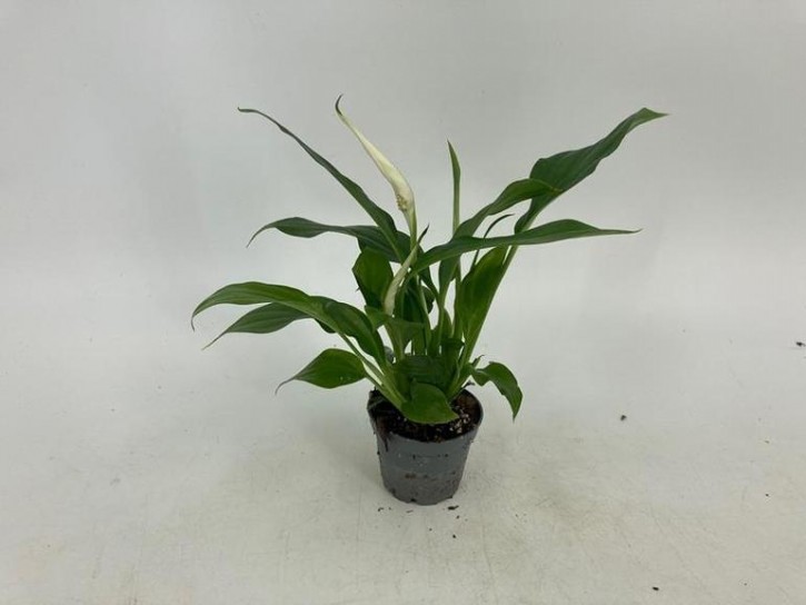 Spathiphyllum wallisii   T 6   MINI