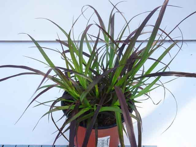 Pennisetum advena 'Rubrum' T 13