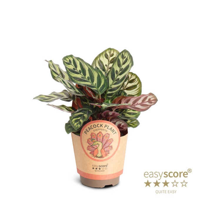 Calathea makoyana   T 11