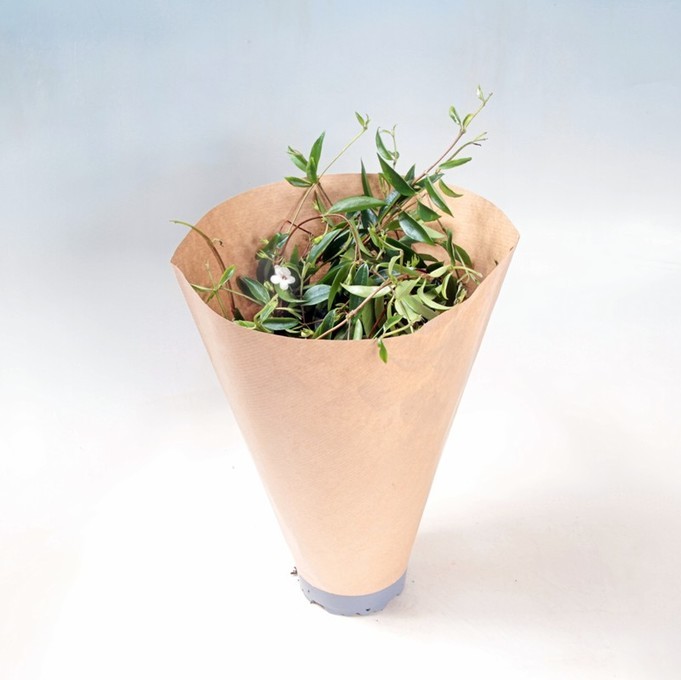 Codonanthe gracilis   T 12