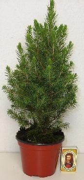 Picea glauca 'Conica'    T 11    30 cm