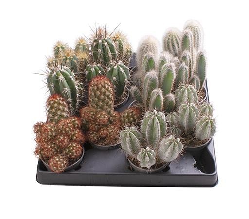 Cactaceae  MINI MIX    T 6