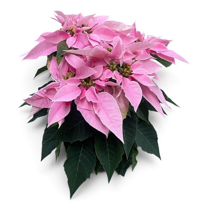Euphorbia Pulcherrima Hybrid PRINCETTIA T 13 Rosa