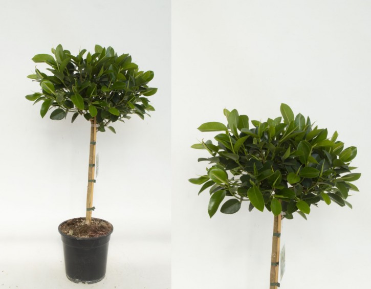 Ficus australis    T 21   STamm   80 cm